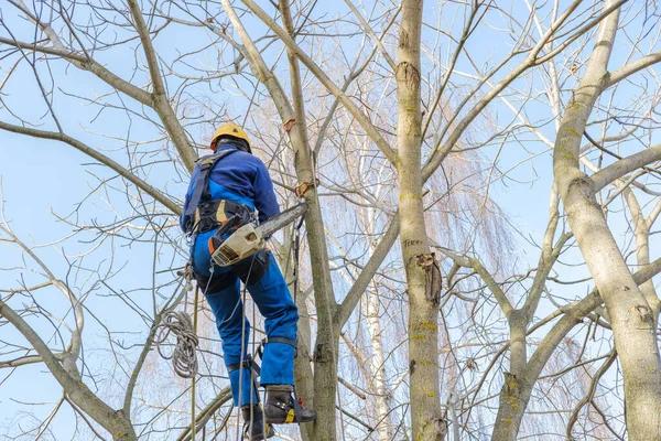 Top-Rated Tree Removal in Rockford You Can Trust