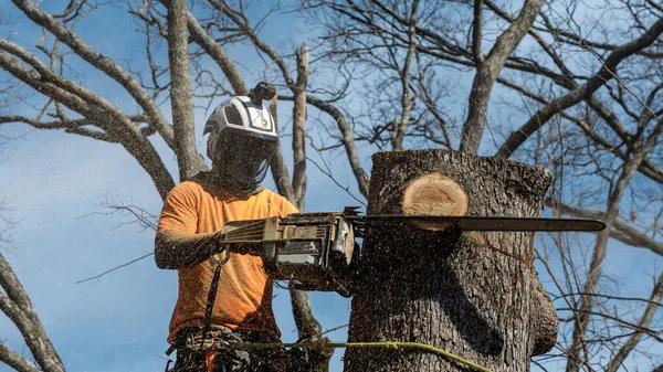 Miller’s Tree Service Expert Tree Care in Tallahassee