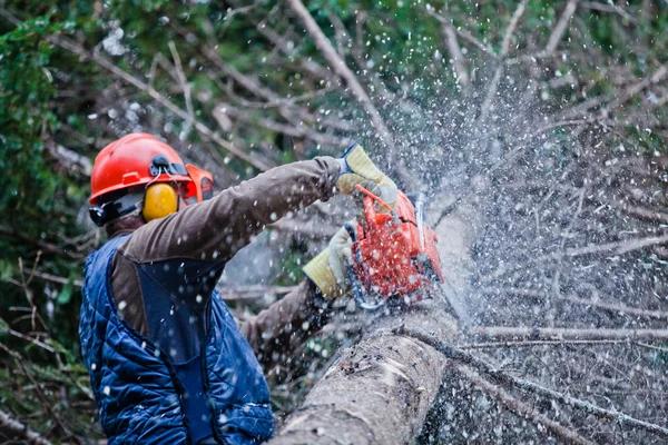 Experienced Tree Service Janesville with Affordable Pricing Options