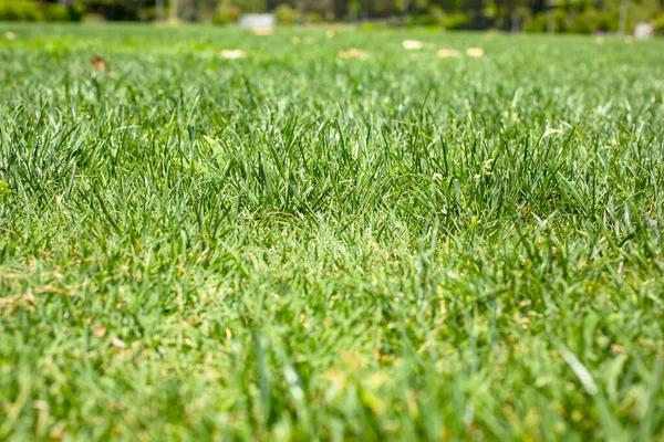 Early Spring Lawn Treatment Guide for Beginners