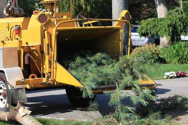Trusted Tree Removal and Maintenance Experts